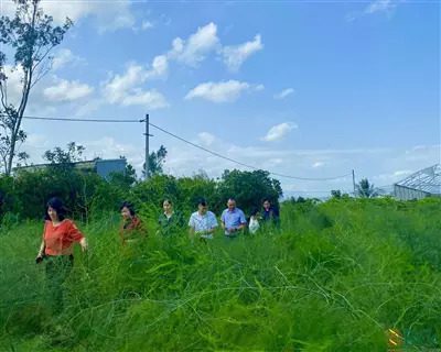 Kiểm tra thực tế mô hình trồng măng tây xanh trên địa bàn huyện Hoà Vang, thành phố Đà Nẵng