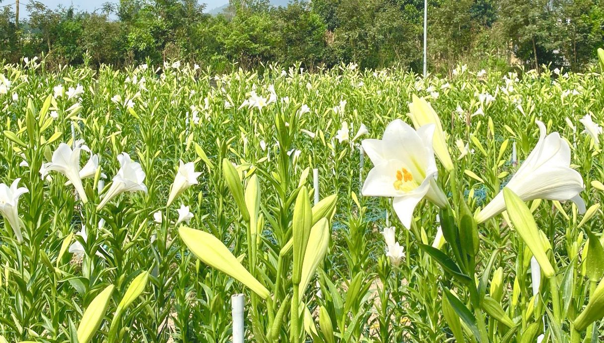 Thử nghiệm thành công mô hình trồng hoa Loa kèn tại thành phố Đà Nẵng